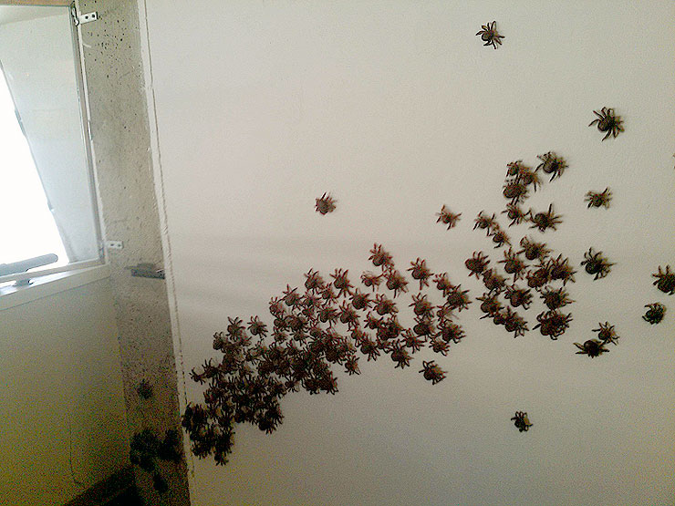  örümcek korkusu(foto-gif içerir)