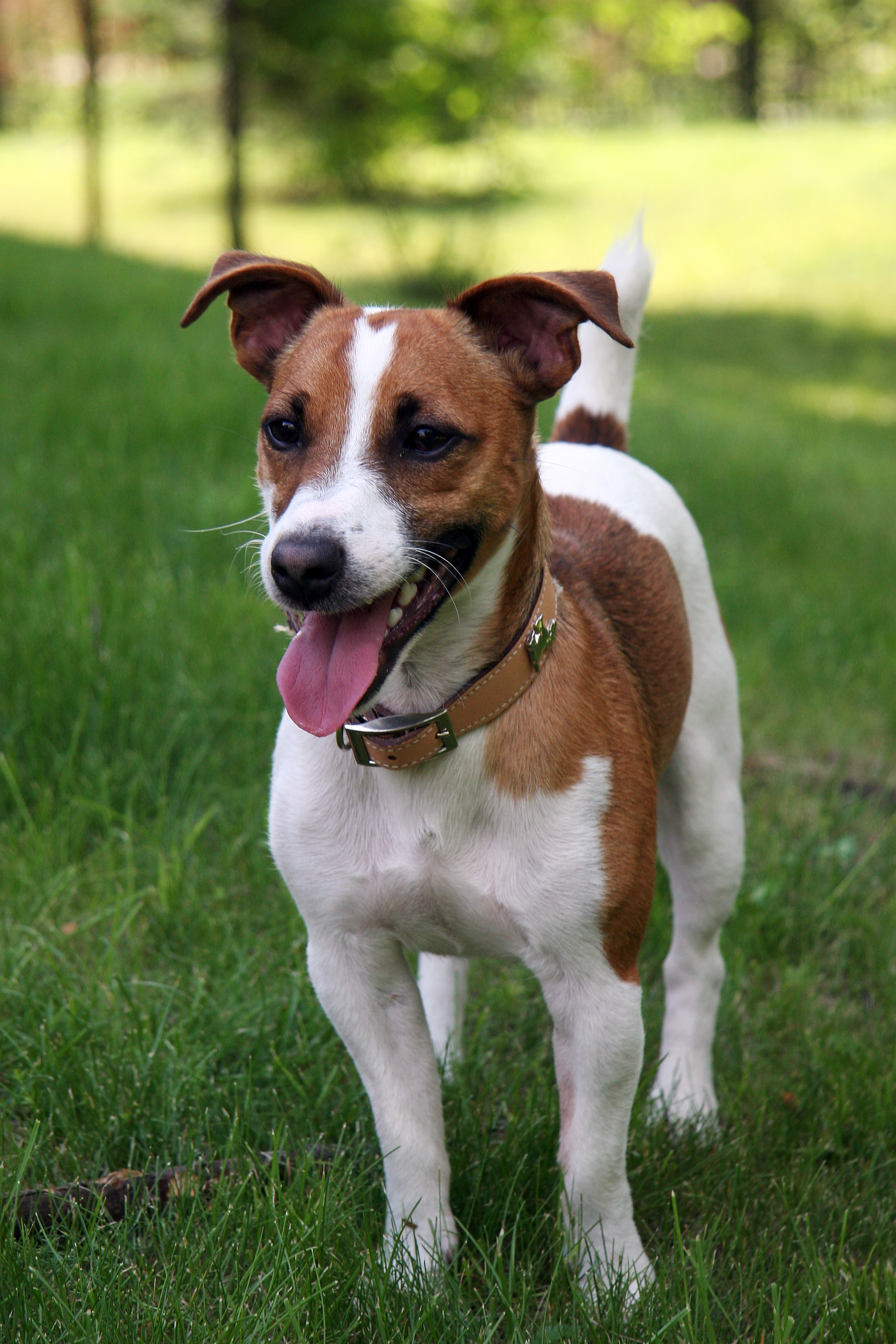  Köpekler hakkında Eğitim Çeşitleri-Beslenme-Tür Seçenegi Sorularınızı Sorabilirsiniz