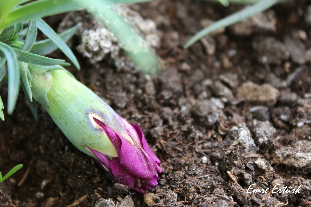  Canon EOS 600D KULLANICILARI KULÜBÜ