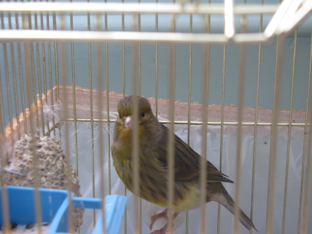  Bu kanaryanın cinsini bilen varmı?