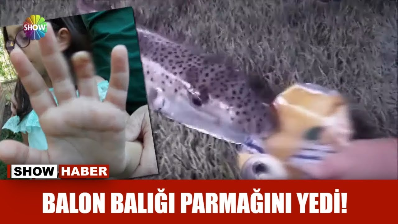 Pakdemirli'nin istilacı balon balıklarıyla ilgili ...