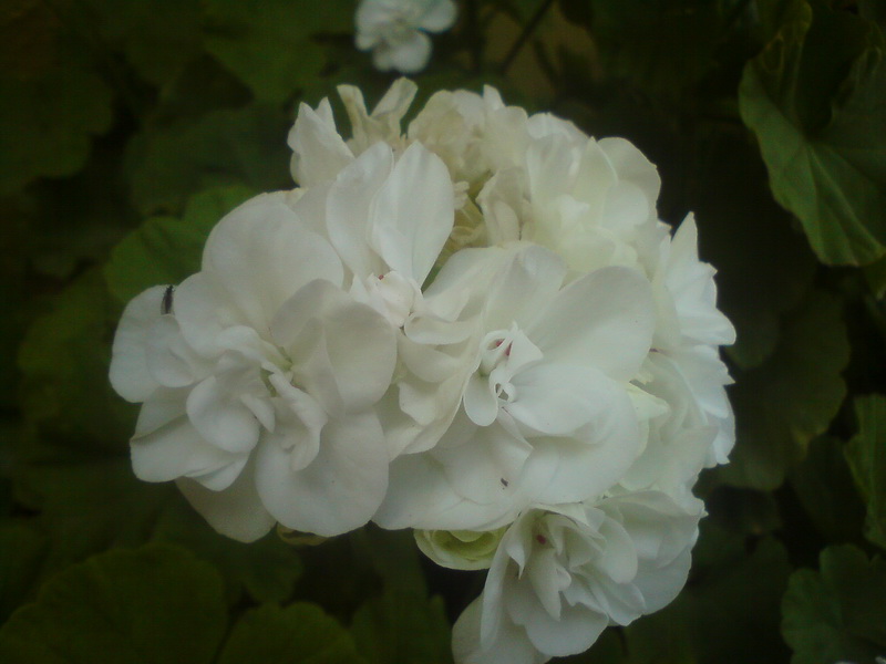  ===>3,2MPLİ k770/K790/K810/C510/P1 FOTOĞRAF PAYLAŞIM ARENASI<===