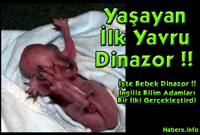  Yaşayan İlk Canlı Dinazor !!