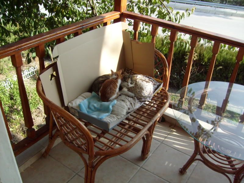  ===>3,2MPLİ k770/K790/K810/C510/P1 FOTOĞRAF PAYLAŞIM ARENASI<===