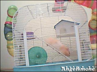  Hamster alacaklar için rehber. (Gonzales)