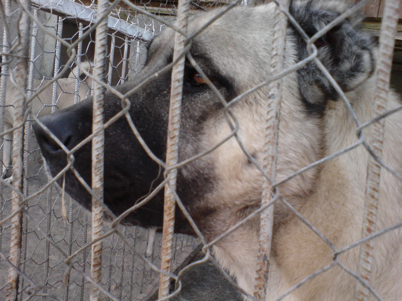  ===>3,2MPLİ k770/K790/K810/C510/P1 FOTOĞRAF PAYLAŞIM ARENASI<===