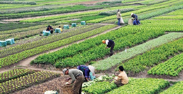 Türkiye'de çiftçi sayısı ve tarım alanları azalıyor