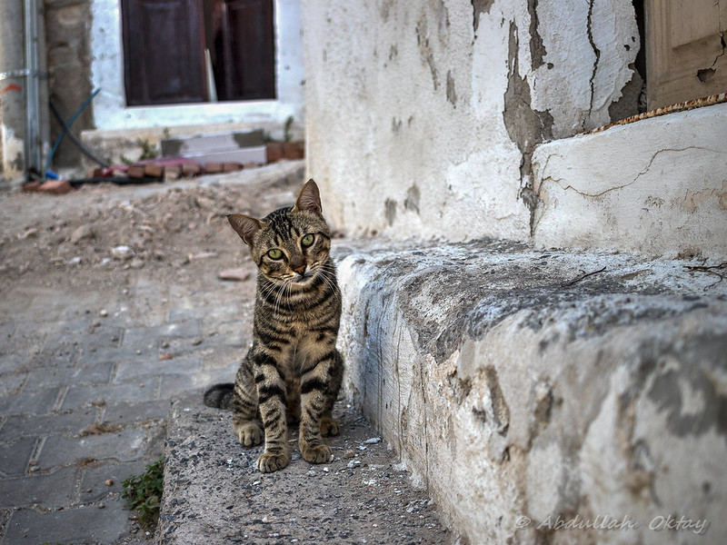 ****** KEDİ FOTOĞRAFLARI ******