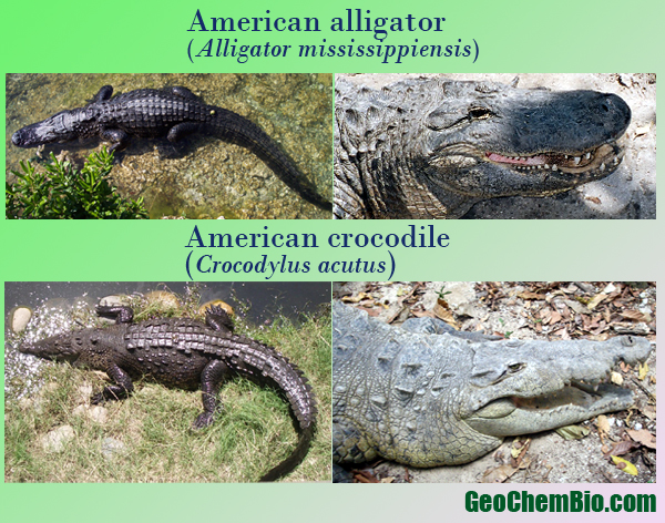  Alligator, Crocodile, Caiman farkları?