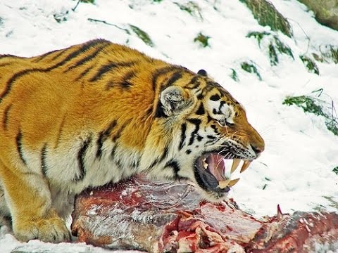  Dünyanın en güçlü kedisi Sibirya Kaplanının soyu tükeniyor .