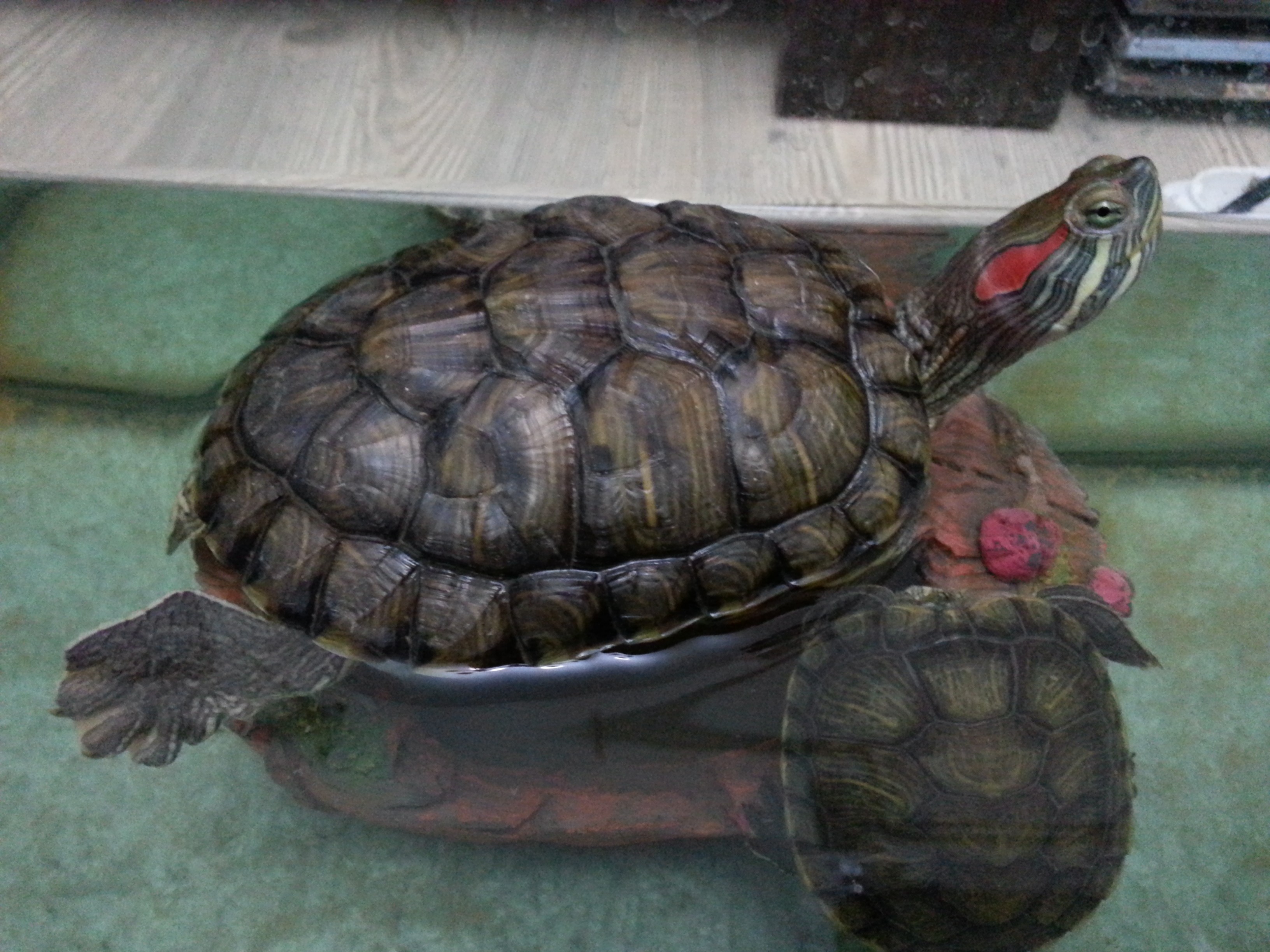  Sahiplendirme Su Kaplumbağası