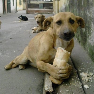 dürüm tutan köpek capsi