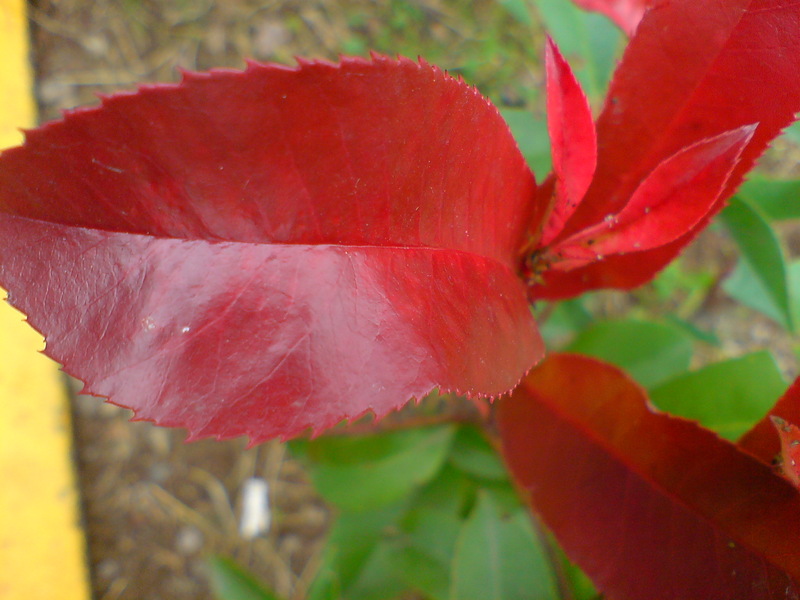  ===>3,2MPLİ k770/K790/K810/C510/P1 FOTOĞRAF PAYLAŞIM ARENASI<===