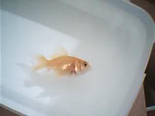  Bugün aldığım japon balığım öldü