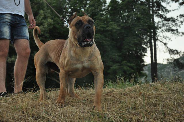 Cane Corso Yavrularımız Rezerveye Açıktır Ilanburadacom