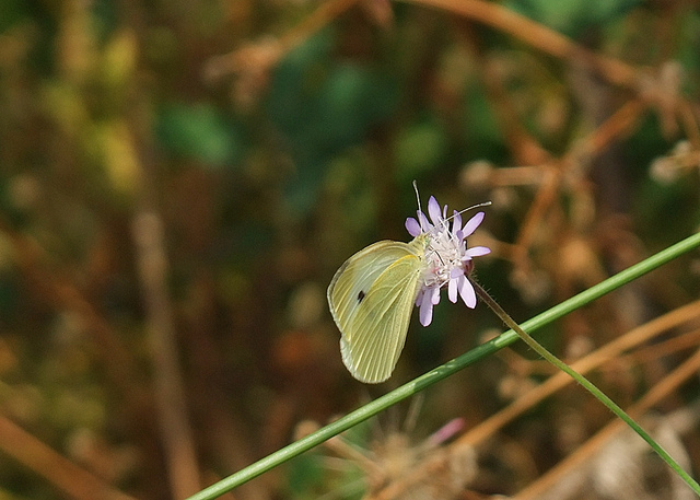  FUJİ  S200EXR (ana başlık)