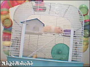  Hamster alacaklar için rehber. (Gonzales)