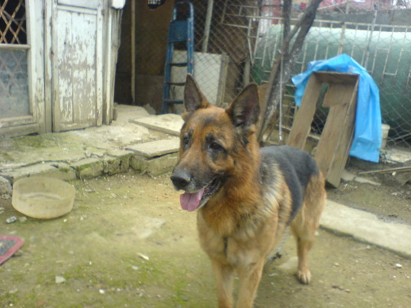  Oğluma(köpeğime) hayırlı bir kısmet arıyorum