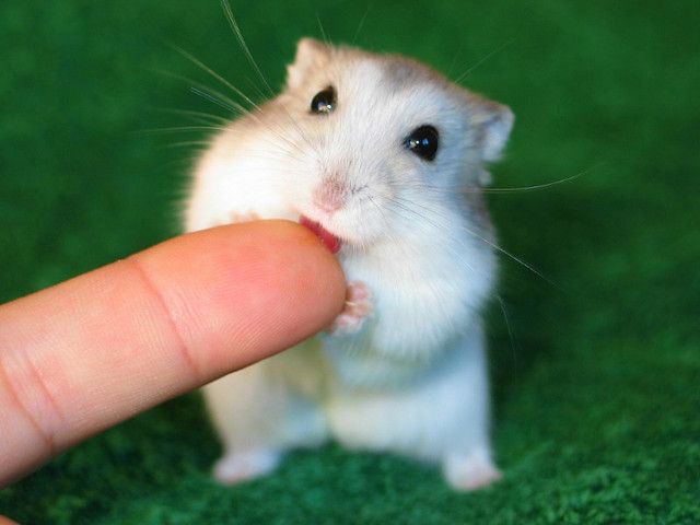  Hamster Kafesi aldım beyler