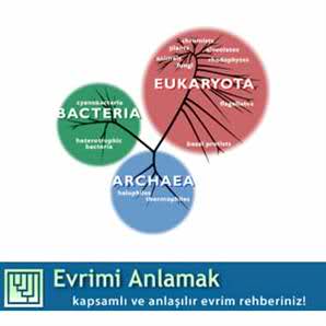  Darwin yılında evrimi anlamak