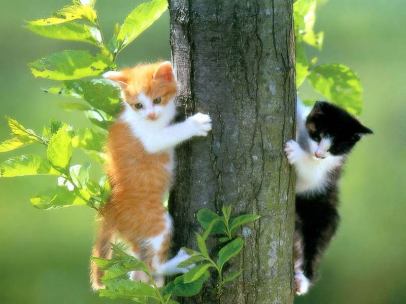  İstanbul'da nerden kedi alabilirim ( geniş düşünmeyin :))