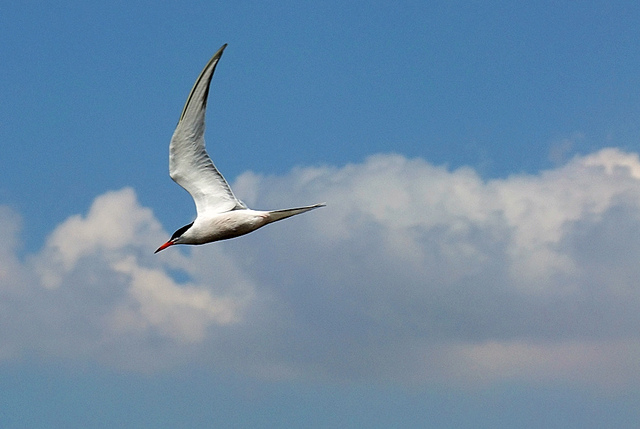  FUJİ  S200EXR (ana başlık)