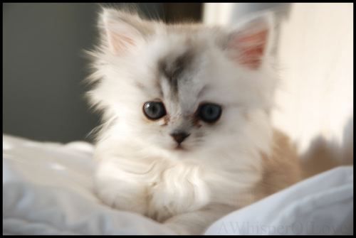  kış için kedi evi yapımı ( çok kolay | ssli)