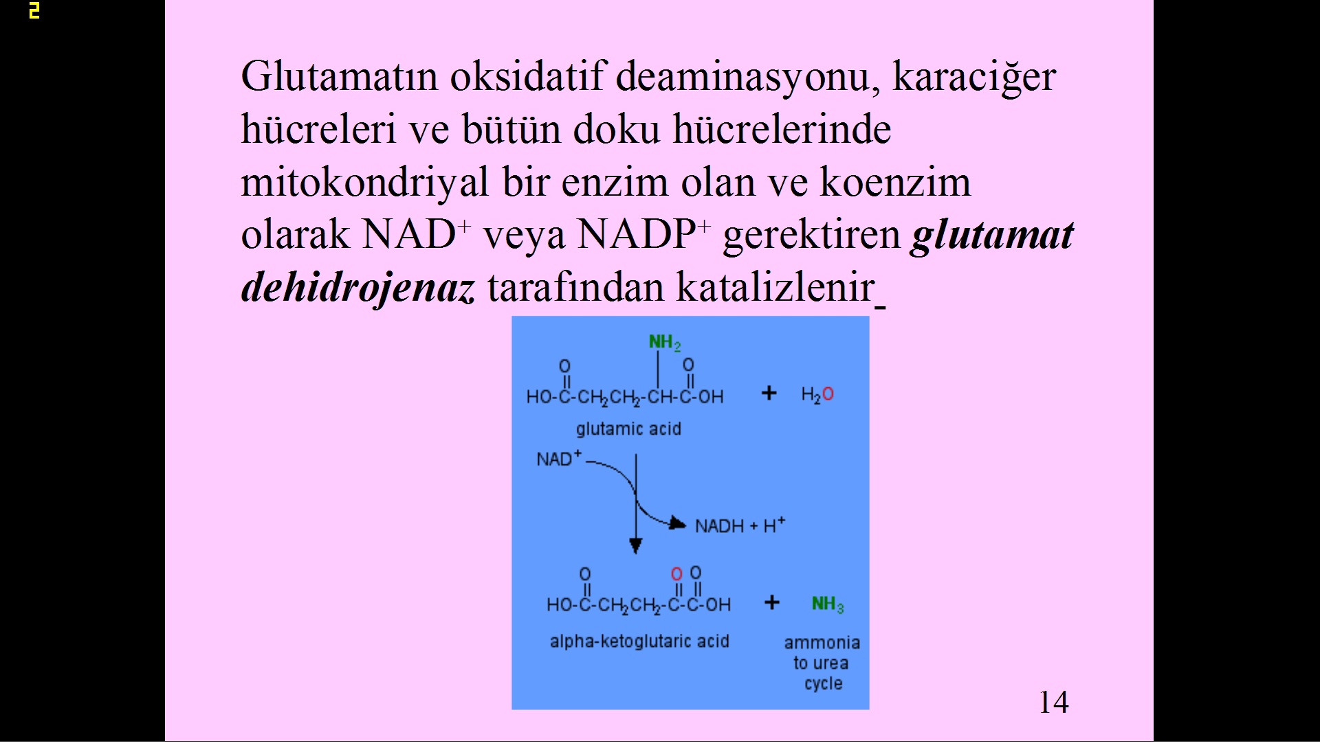  Evrim ve Tesadüf