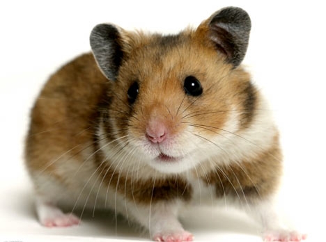  Hamster alacaklar için rehber. (Gonzales)