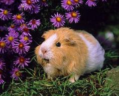  Guinea Pig almak istiyorum,nereden alabilirim bakımı zor mudur?