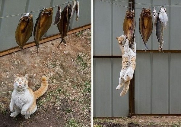  Tüm Kedi Resimleri Gifleri Swf (Sadece Kediler)