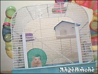  Hamster alacaklar için rehber. (Gonzales)