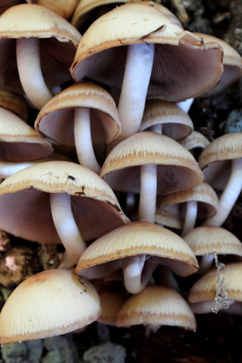  CANON EOS 60D SAHİPLERİ KULÜBÜ