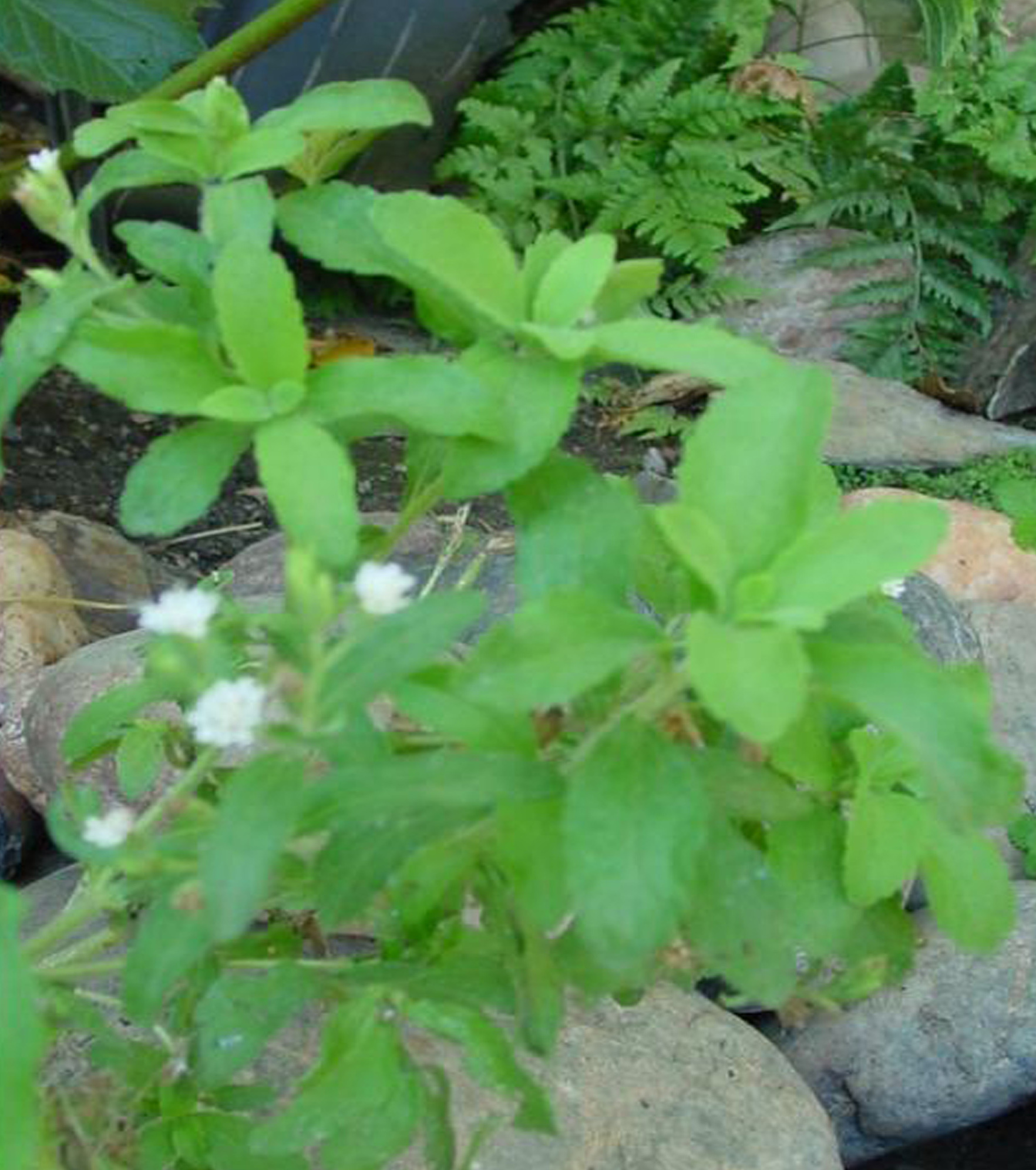  ŞEKER OTU Stevia Rebuana DİYABETLİLER BAKIN