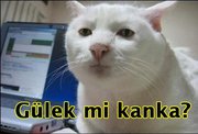 PETITO DENEN AYICIKLI ÇİKOLATA