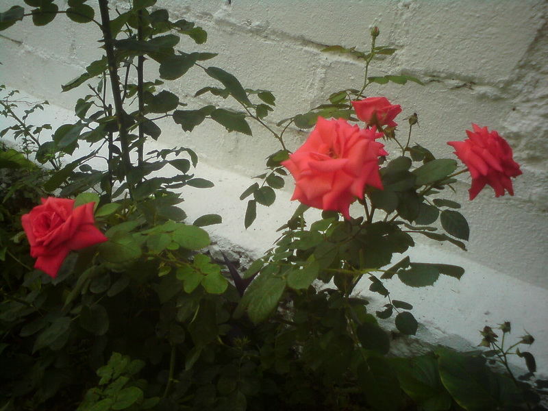  ===>3,2MPLİ k770/K790/K810/C510/P1 FOTOĞRAF PAYLAŞIM ARENASI<===