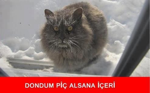  Kedi capsine hayir !!