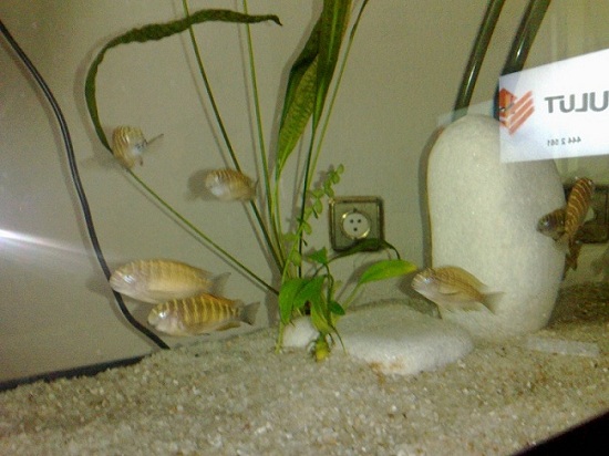  Tropheus İlangi Yellow -- İzmir -- 12 ADET 5-6CM F0 --SATILDI--
