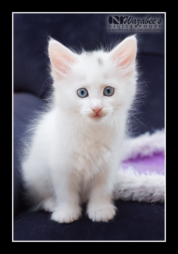  İstanbul'da nerden kedi alabilirim ( geniş düşünmeyin :))