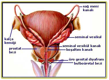  ++ insanın yaratılış serüveni