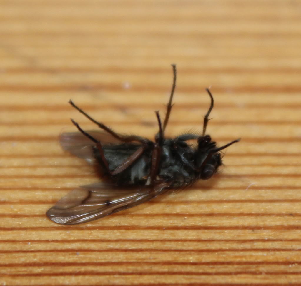  Canon EOS 600D KULLANICILARI KULÜBÜ