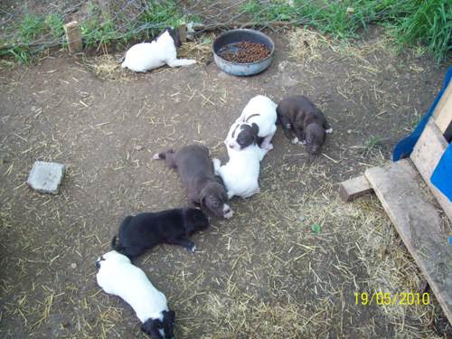  Köpek Önerisi (5 köpeğimiz var fotolu)