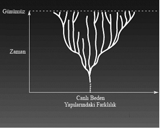  mutasyon lar tamamen zararlıdır