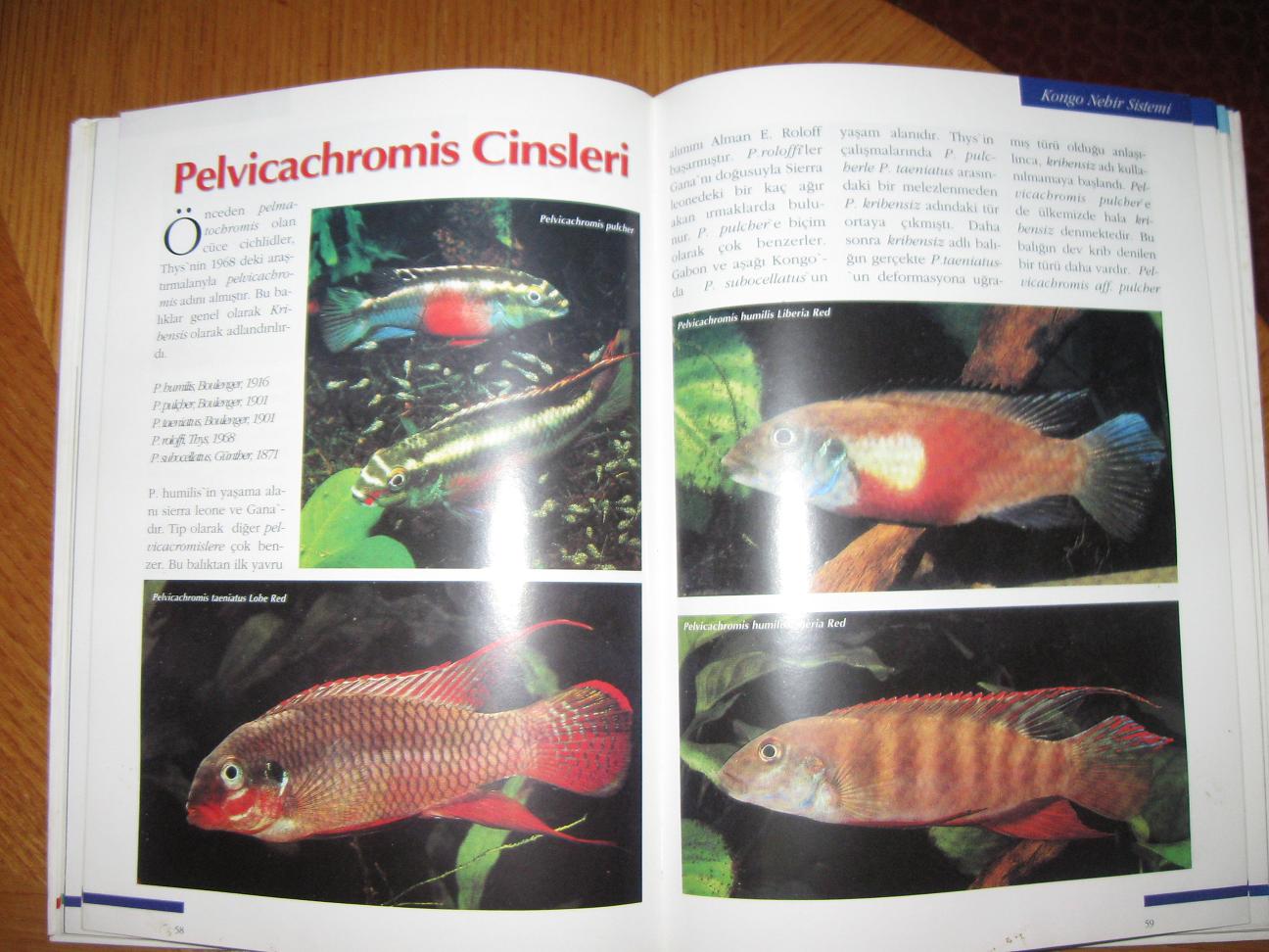  AYHAN ÇÖREK 'in CICHLIDS kitabı (akvaryum - çiklit)