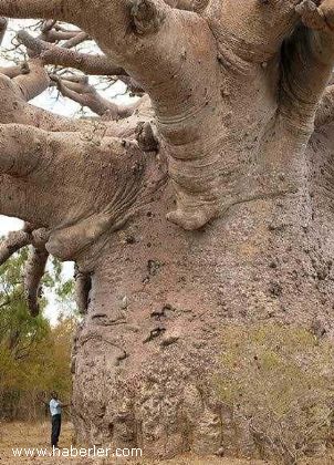  Dünyanın En Büyükleri (Foto)