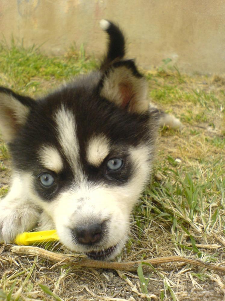  Satılık Husky ( Sibirya Kurdu )