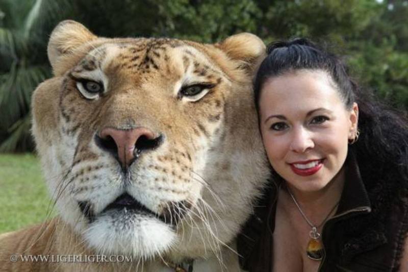  Dünyanın En Büyük Liger’i