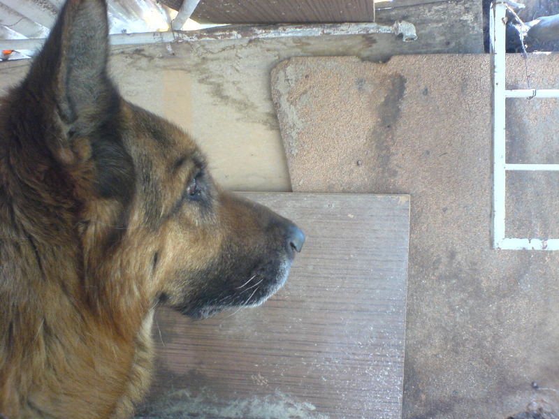  Oğluma(köpeğime) hayırlı bir kısmet arıyorum