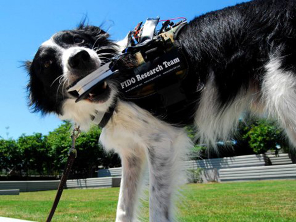 Google Glass'ın geliştiricileri, köpeklere özel giyilebilir bir sistem üzerinde çalışıyor