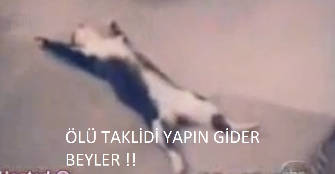  off kedilere bak:)) milyon tane gif çıkar.. :) KOPTum .. :)